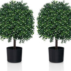 Topiary Ball Tree With White Fruits