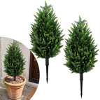 Cypress