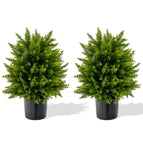 Cedar Tree